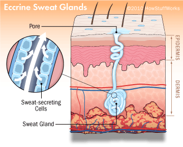 eccrine sweat glands